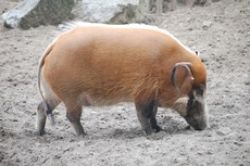 Pinselohrschwein.JPG